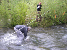 Diamond Fork and Sixth Water Creeks Riparian Vegetation, Geomorphic, and Benthic Macroinvertebrate Monitoring