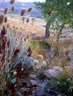 Eagle's Landing Wetland Delineation