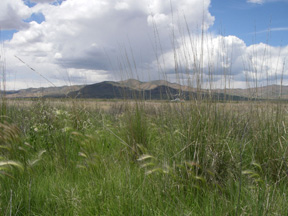 Habitat Quality Index Methods Development