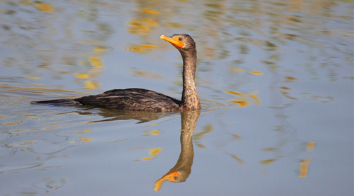 Habitat Quality Index Methods Development