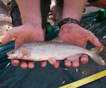 Lower Virgin River Fisheries Studies