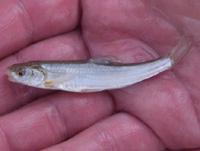 Lower Virgin River Fisheries Studies