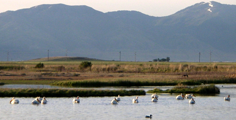 Legacy Parkway Nature Preserve Project