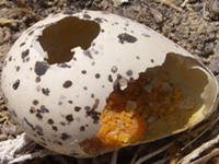 Legacy Parkway Nature Preserve Project