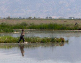Legacy Parkway Avian Noise Research Program