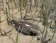 Legacy Parkway Avian Noise Research Program