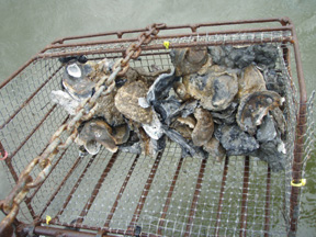 Louisiana Oyster Studies