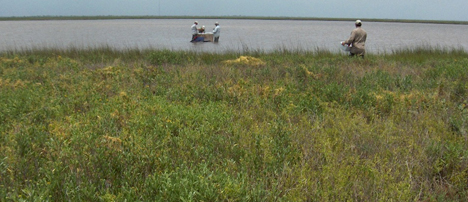 Matagorda Bay Health Evaluation