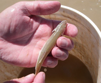 San Juan River Colorado Pikeminnow Monitoring