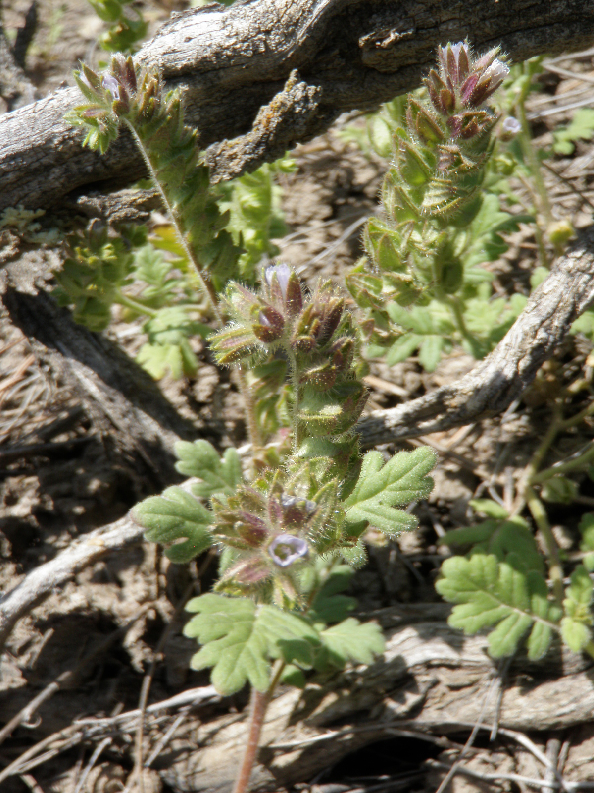 RARE HOT SPRING PHACELIA FOUND IN MONTANA