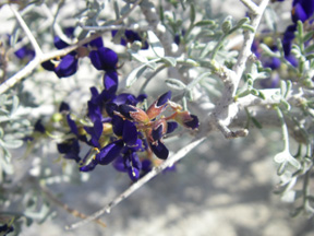 Ash Meadows National Wildlife Refuge Area Ecological Investigation and Restoration Planning
