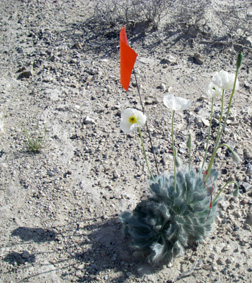 Ash Meadows National Wildlife Refuge Area Ecological Investigation and Restoration Planning