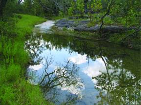 Hamilton Creek Biological Assessment