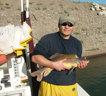 Lake Mead Razorback Sucker Studies