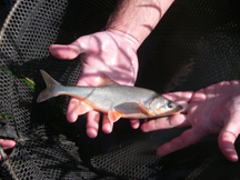 Muddy River Fisheries Surveys