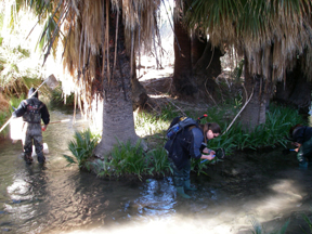 Muddy River Fisheries Surveys