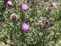 Salt Lake County Natural Areas Management Plan