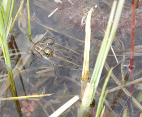 Nevada Springs Ecological Evaluation