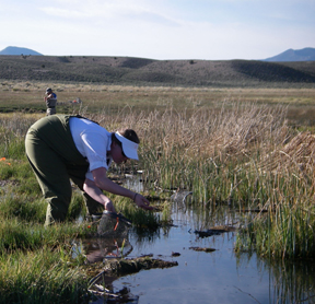 Nevada Springs Ecological Evaluation 