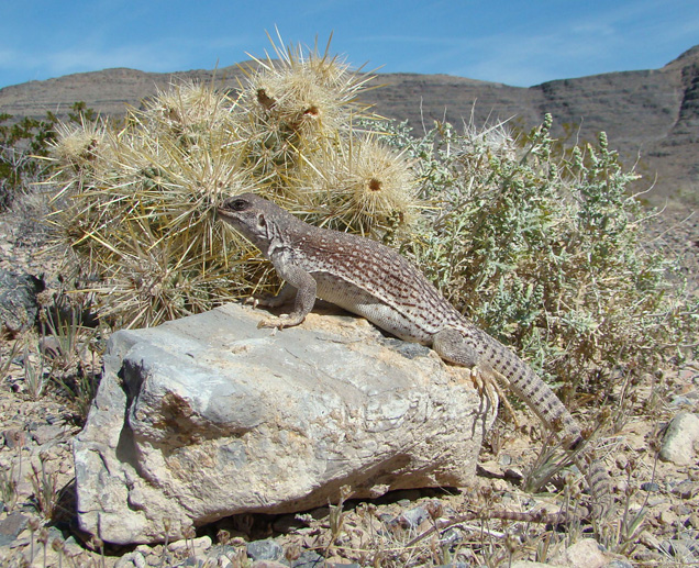 Pahranagat National Wildlife Refuge