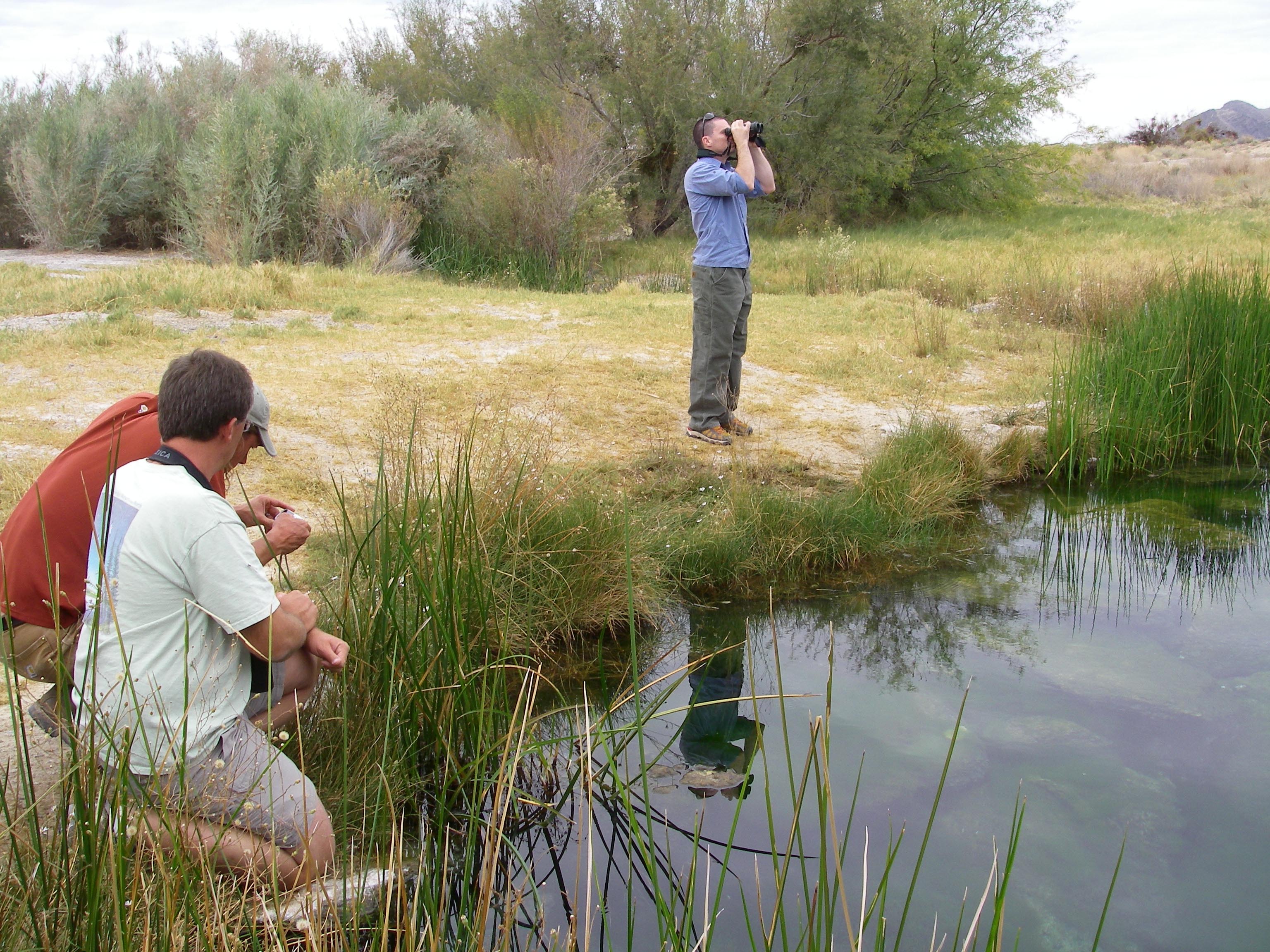 Ash Meadows Springs Restoration Environmental Assessment