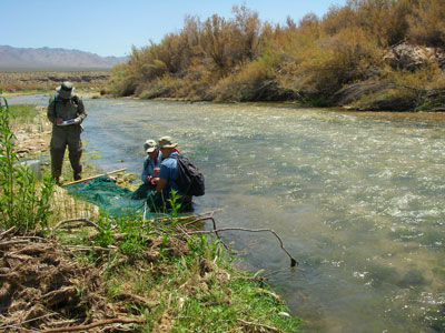 Virgin River Fish