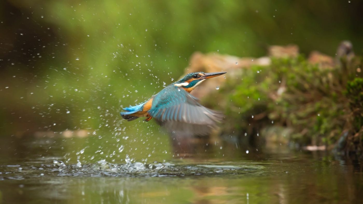 Bird flying over water with a green background