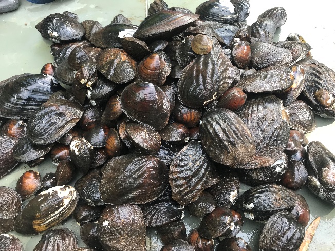 During the relocation process, BIO-WEST scientists walked the length of the canal, picked up any mussels that were left exposed and placed them in buckets or similar containers.