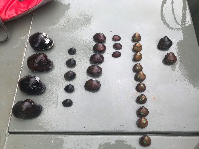 All the mussels found in the plot were collected, identified, counted and photographed before being returned to the sample area.