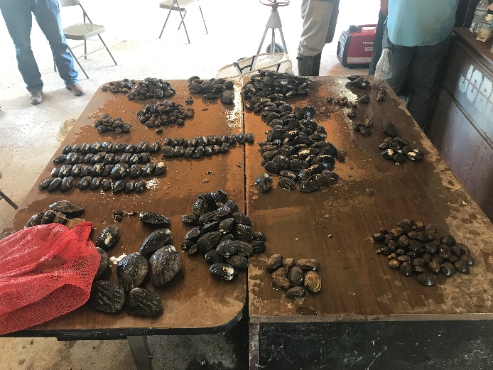 About 13,450 mussels from 24 different species were relocated, including state-threatened species suchs as Louisiana Pigtoe (Pleurobema riddellii), Sandbank Pocketbook (Lampsilis satura), and Texas Pigtoe (Fusconaia chunii). 