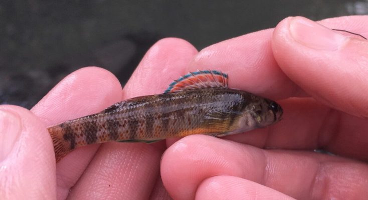 Texas Fountain Darter in hand