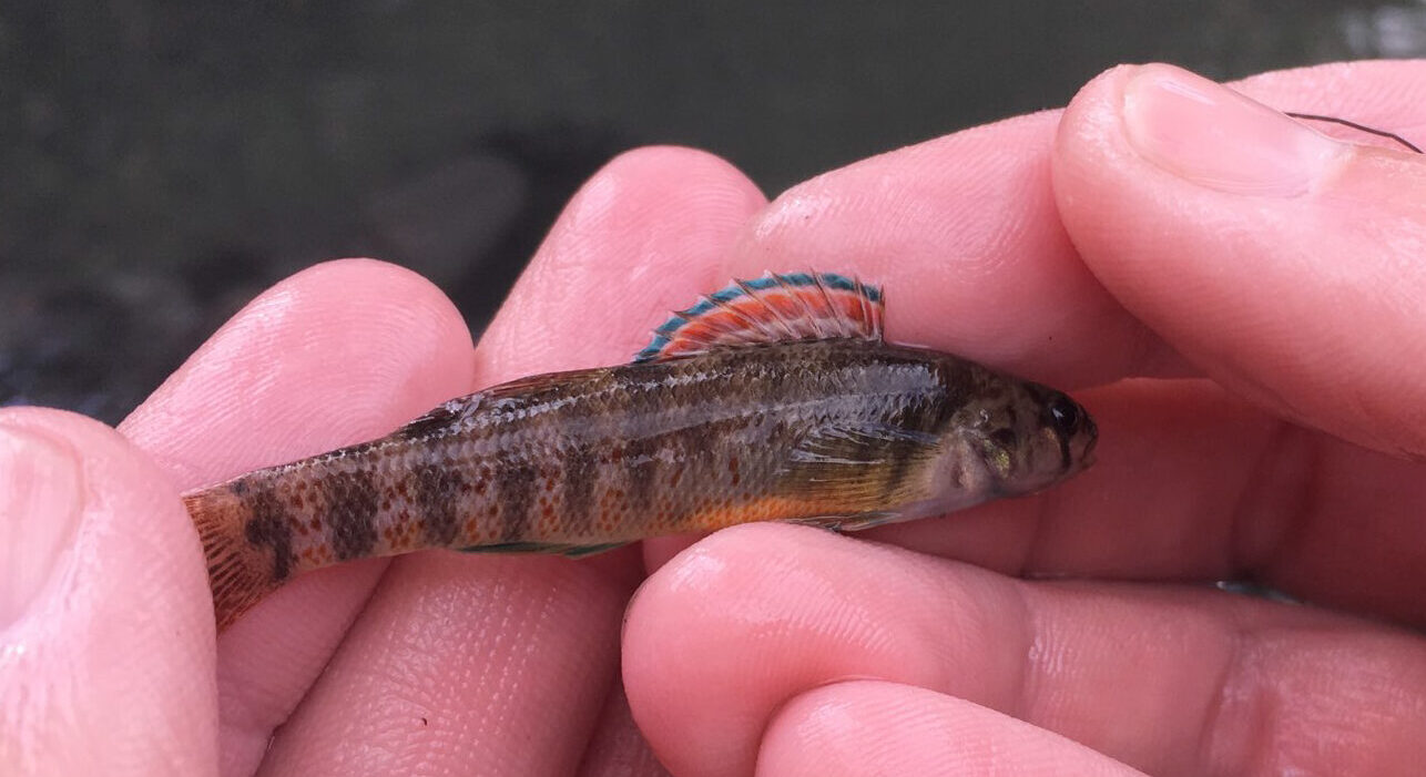 Texas Fountain Darter in hand