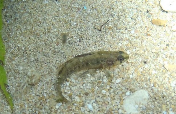 a photo of the Texas Fountain Darter
