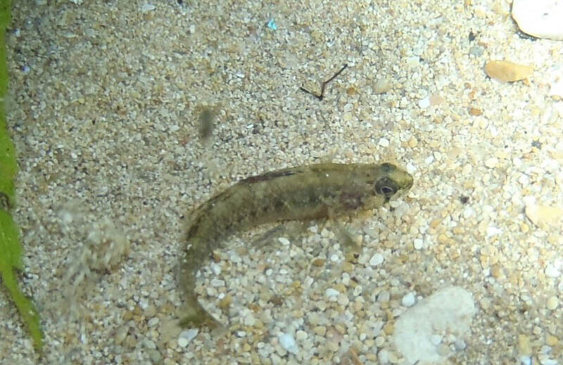 a photo of the Texas Fountain Darter